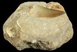 Mosasaur (Prognathodon) Tooth In Rock #70452-2